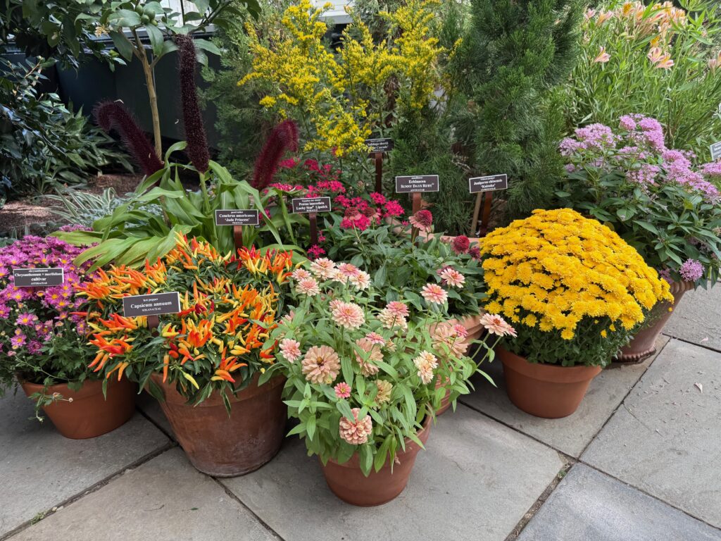 single plant container
