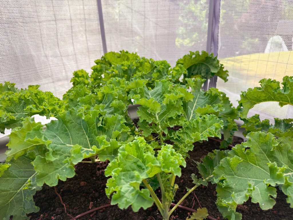 grow kale curly leaf