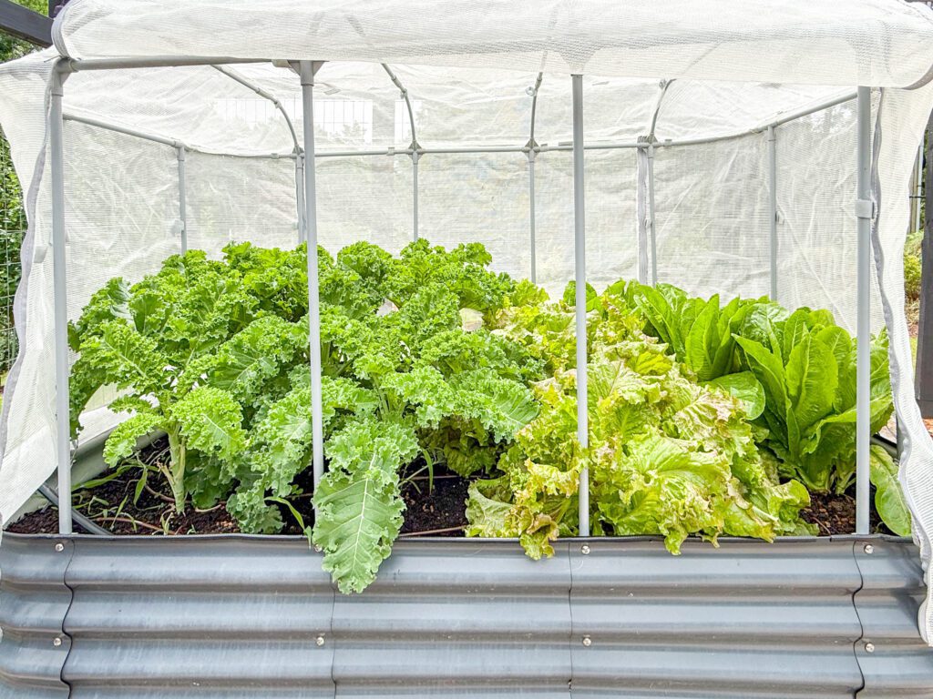 grow kale cover