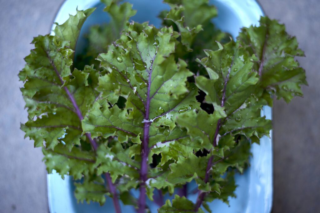 grow kale russian