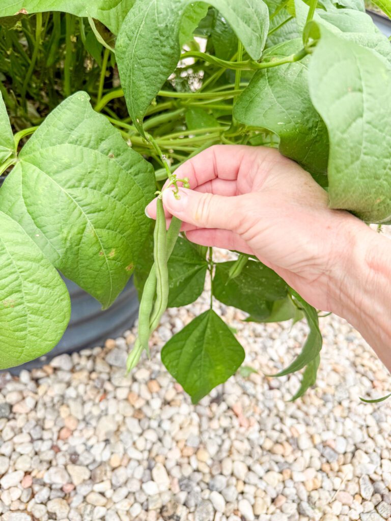 Jade Bush Green Beans picking