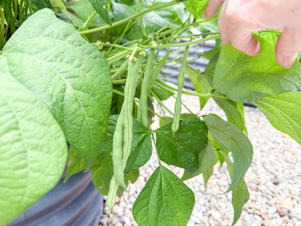 Jade bush green beans