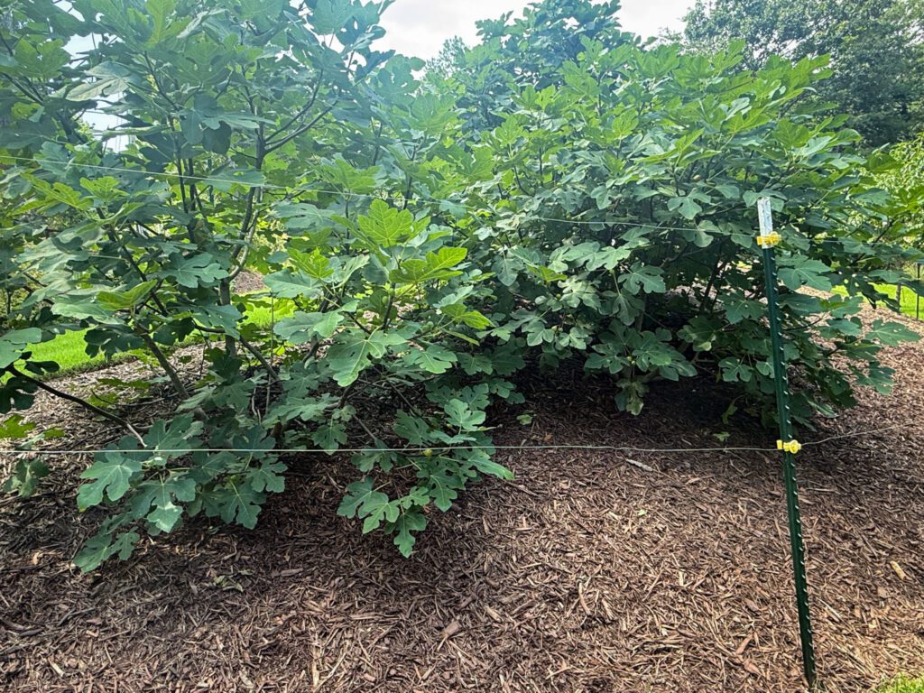 Celeste figs landscape