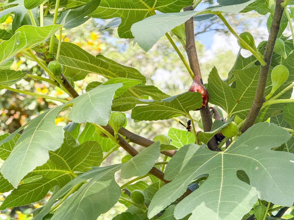 Celeste figs pests
