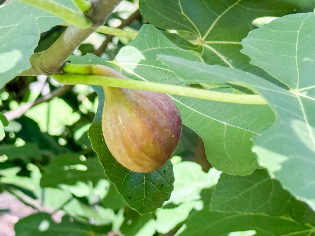 Celeste figs tree