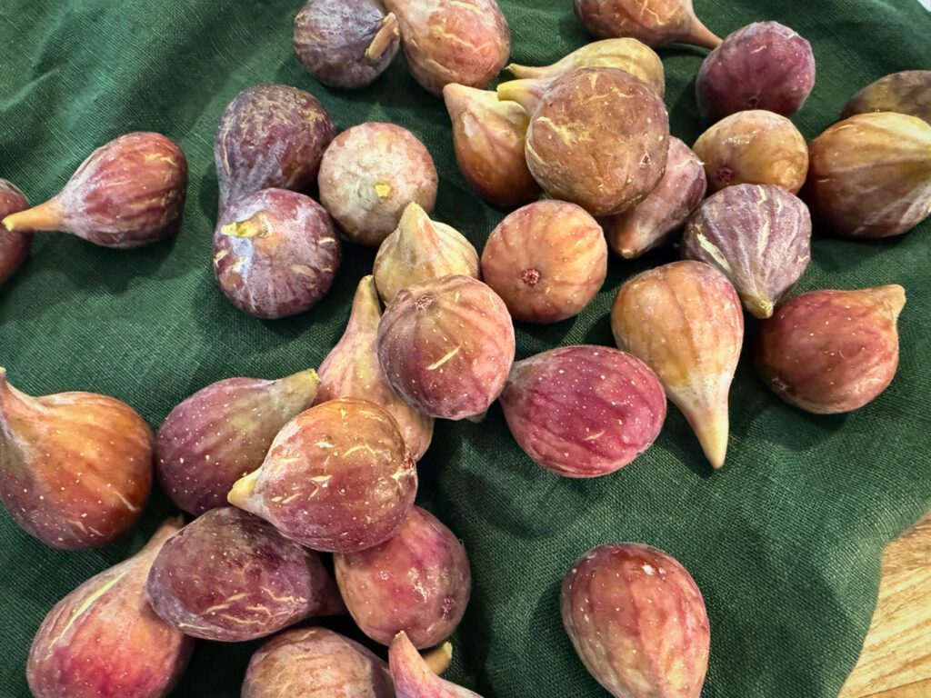 celeste fig harvest
