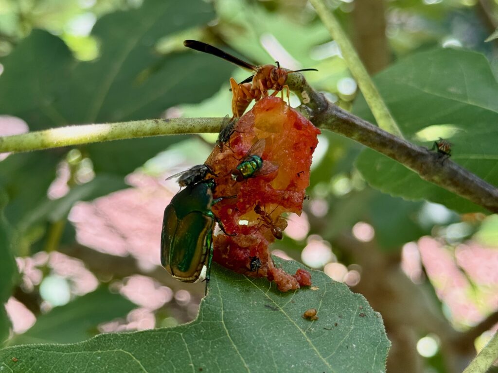 june beetle