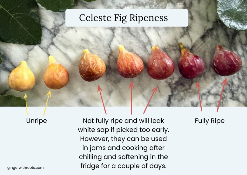 celeste fig ripeness
