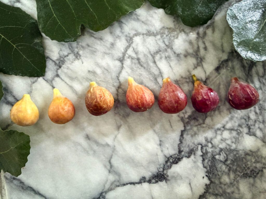 figs ripening