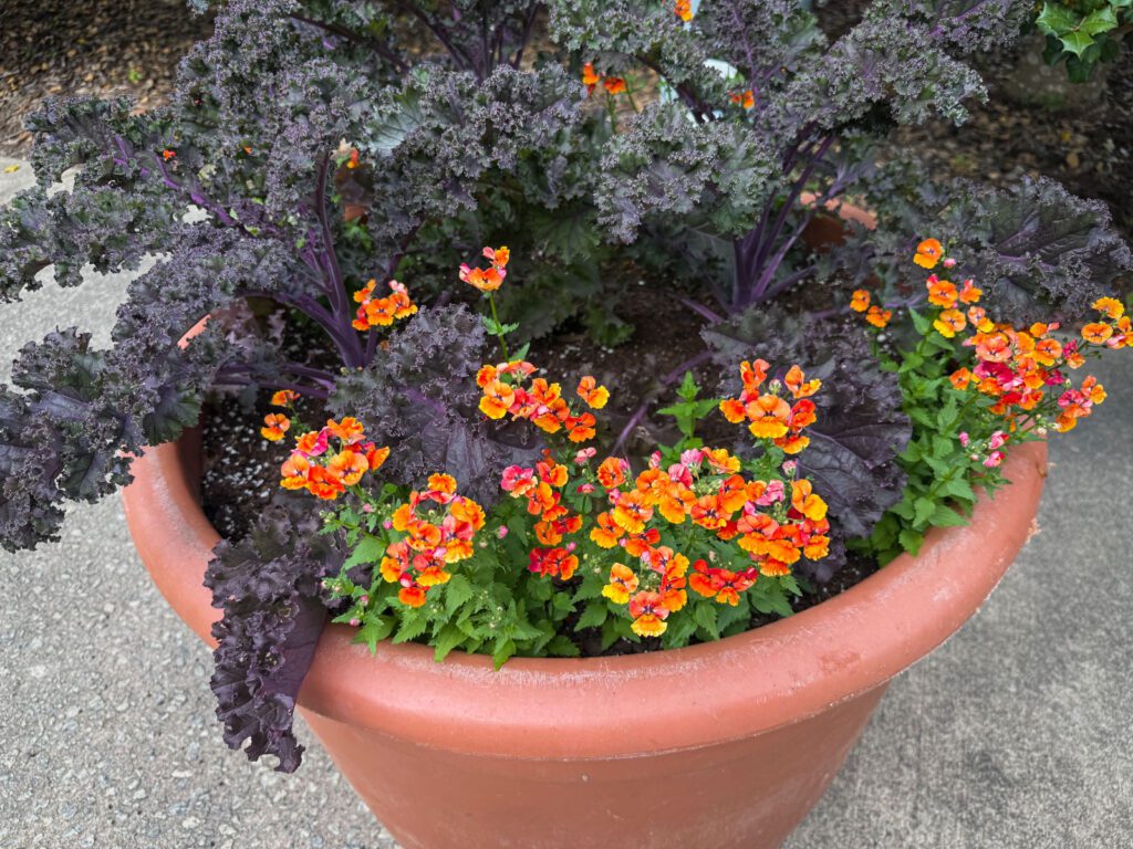 fall planter with kale and nemesia
