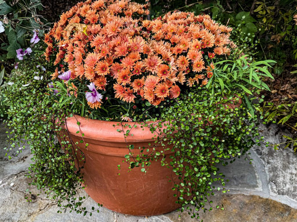 fall containers mums