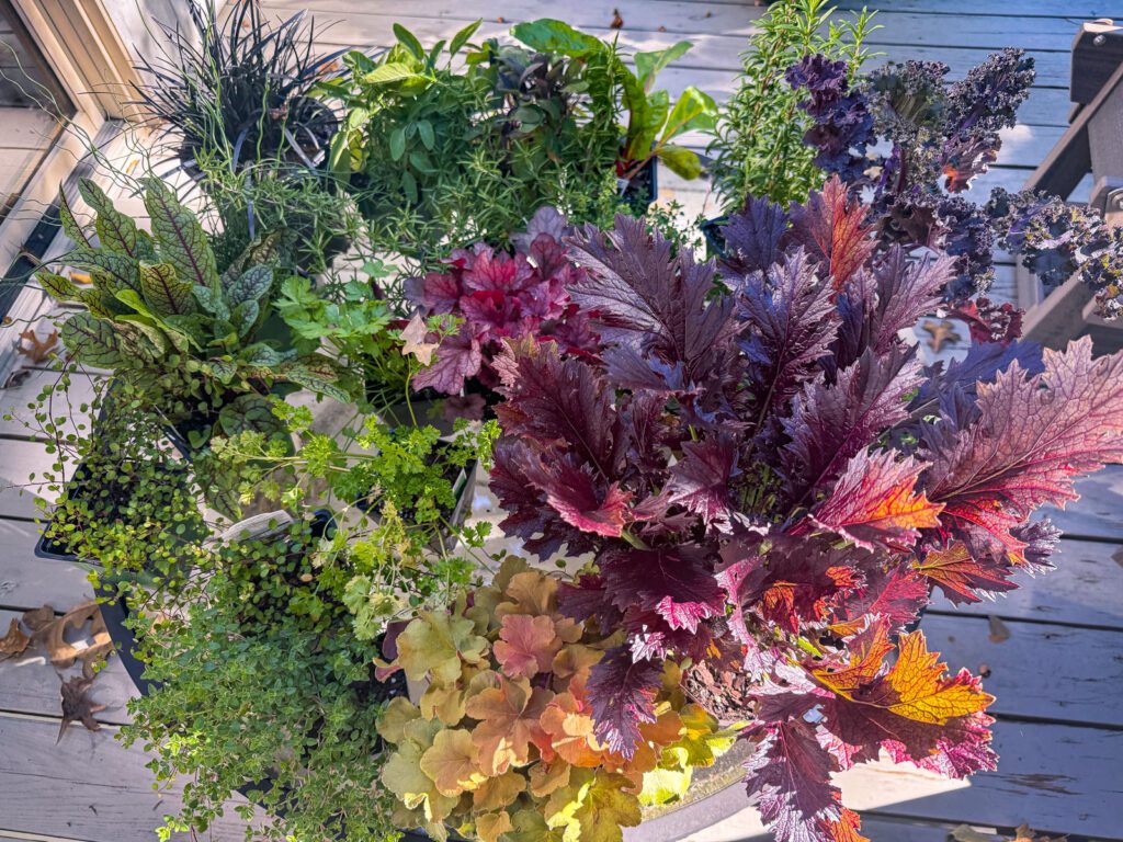fall container garen ideas