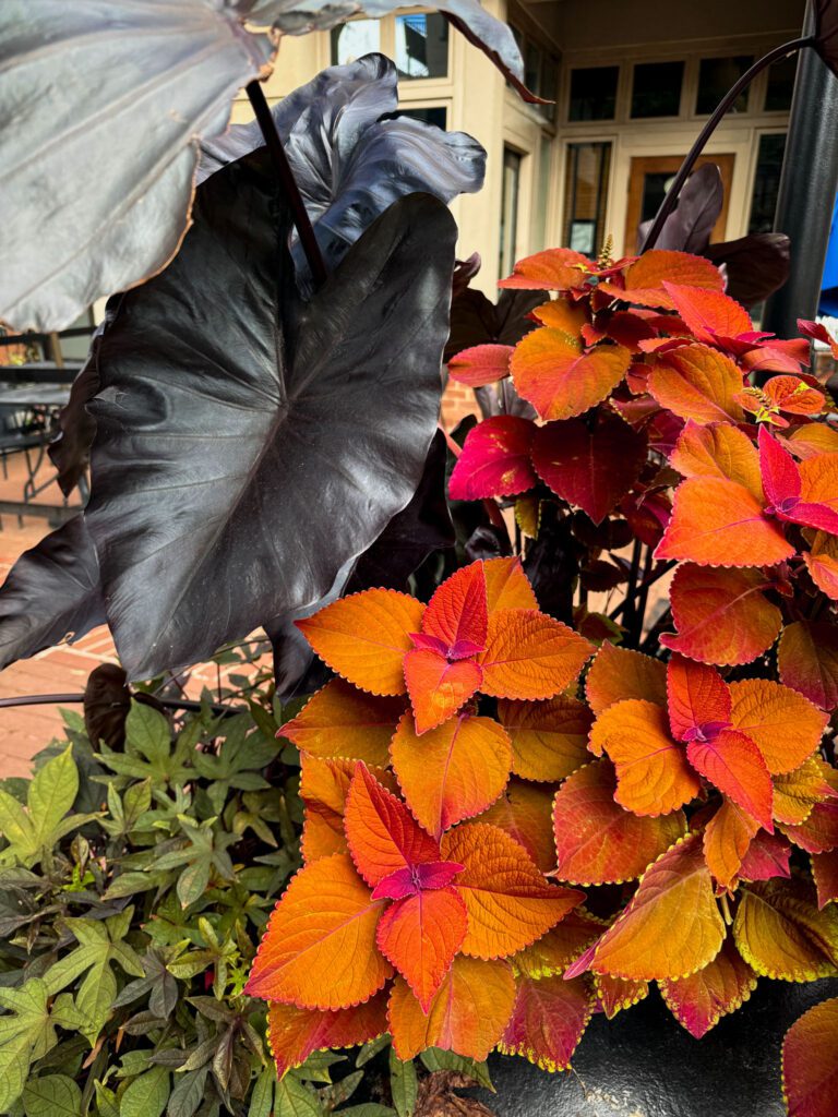 fall container